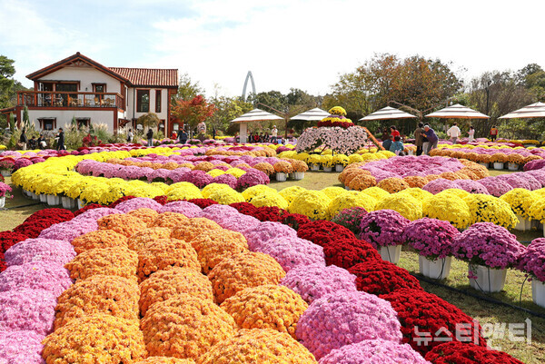 임실치즈테마파크에 전시된 국화 / 임실군 제공
