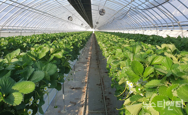 딸기 재배 시설 / 임실군 제공