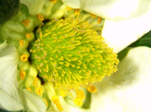 충남도 농업기술원은 23일 딸기 등 겨울철 시설하우스 내 병해 발생률이 크게 높아짐에 따라 과실 품질 저하를 막기 위한 철저한 예방 관리법을 안내했다. 사진은 꽃곰팡이 모습 / 충남도청 제공