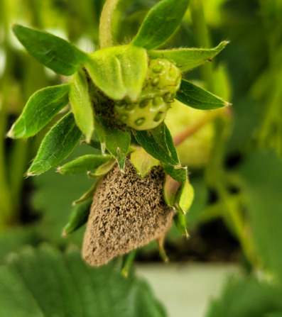 충남도 농업기술원은 23일 딸기 등 겨울철 시설하우스 내 병해 발생률이 크게 높아짐에 따라 과실 품질 저하를 막기 위한 철저한 예방 관리법을 안내했다. 사진은 잿빛곰팡이 모습 / 충남도청 제공