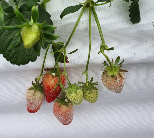 충남도 농업기술원은 23일 딸기 등 겨울철 시설하우스 내 병해 발생률이 크게 높아짐에 따라 과실 품질 저하를 막기 위한 철저한 예방 관리법을 안내했다. 사진은 흰가루병 모습 / 충남도청 제공