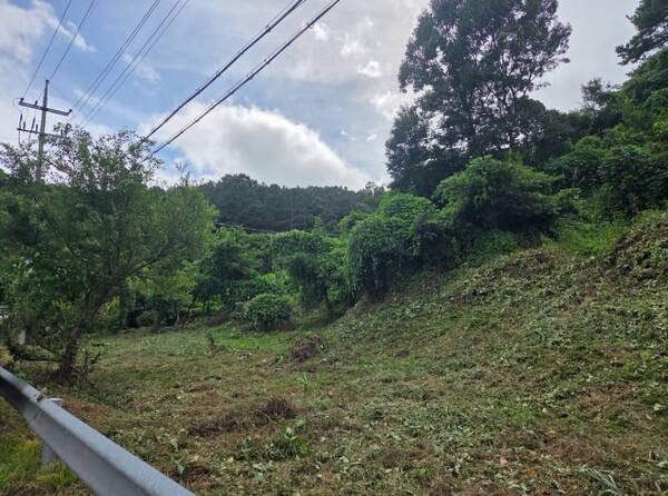 대전 서구는 도시 주변 산림을 잠식하는 칡 등 유해 덩굴 제거에 총력을 기울인다고 24일 밝혔다. / 대전 서구 제공