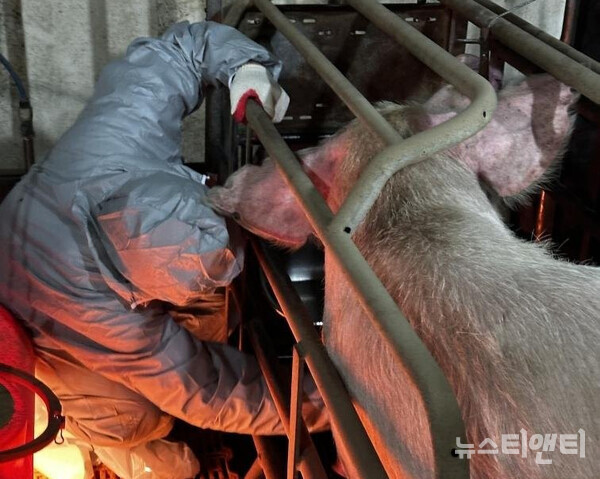 임실군이 지난 1일 고창&nbsp;양돈농장에서 발생한 아프리카 돼지열병과 관련해 역학적 연관 가능성이 있는&nbsp;농장을 대상으로 집중 방역 관리를 하고 있다. / 임실군 제공